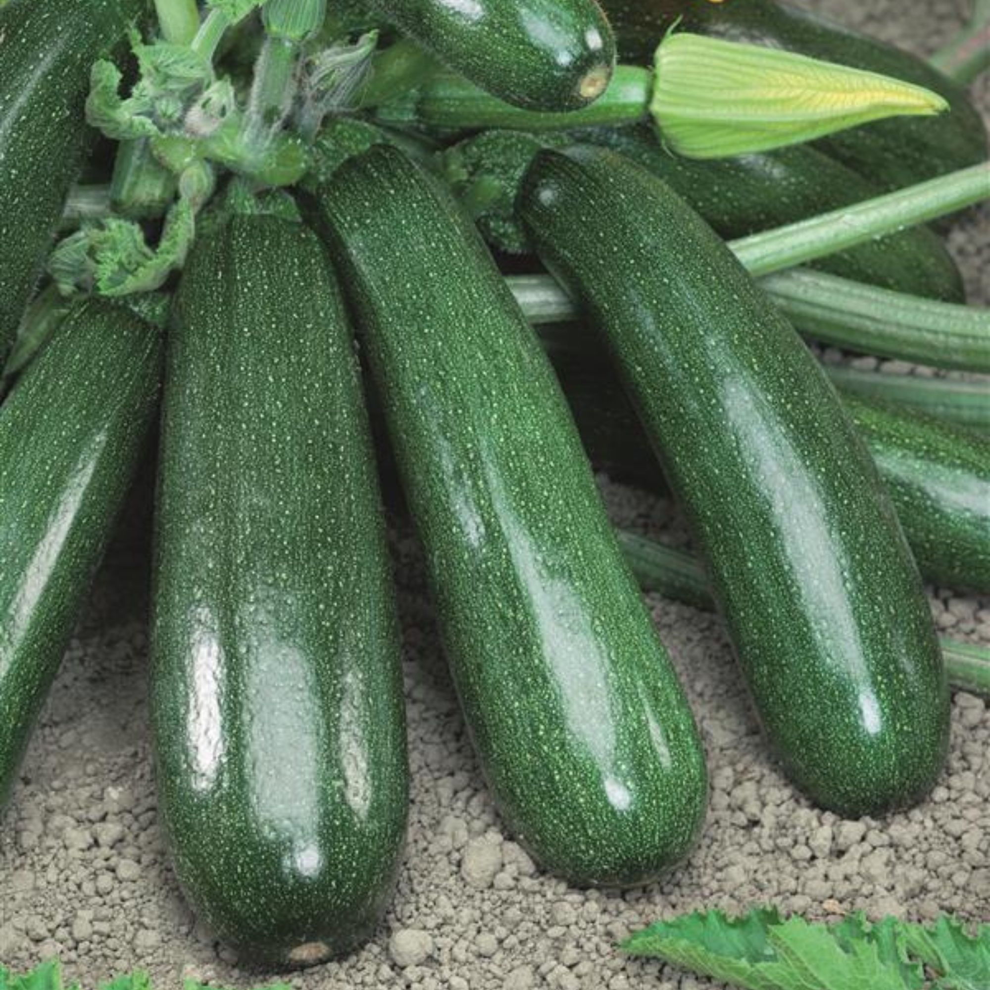 Jasper F1 Hybrid Squash Seeds - 4 g Packet - Garden, Non-GMO